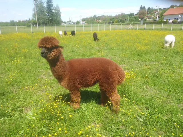 Smeđa alpaka na cvjetnom pašnjaku